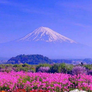 Meet your Posher, Maya